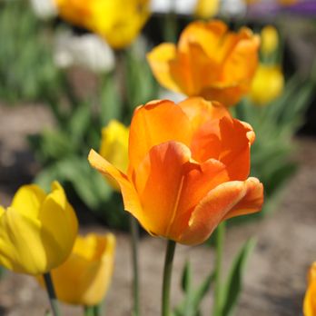 Tender Lawn Care - orange and yellow tulips - Snow Removal Near Me - Kentwood, Michigan Tender Lawn Care - orange and yellow tulips - Snow Removal Near Me - Kentwood, Michigan