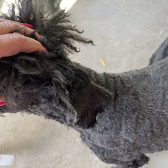 The Pet Studio - Pet Groomers Near Me - Clarksville, Tennessee
