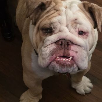 Furry Land Reno - Pet Groomers Near Me Furry Land Reno - Pet Groomers Near Me