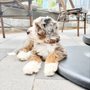 Photo of Black Briar Bernedoodles