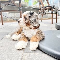 Black Briar Bernedoodles