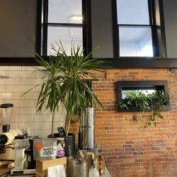 Woodhouse Vegan - Counter area