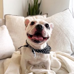 Freshly groomed. Look at that cute scarf!