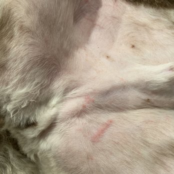 Top Notch Pet Grooming - Scratches all over his stomach - Pet Groomers Near Me - Auburn, California Top Notch Pet Grooming - Scratches all over his stomach - Pet Groomers Near Me - Auburn, California