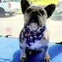 Photo of Mobile Pet Parlour