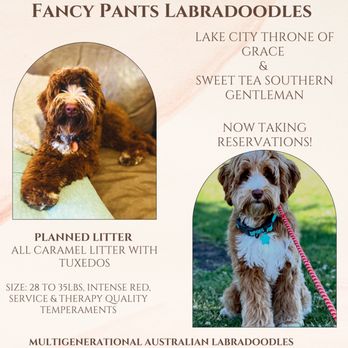 Fancy Pants Labradoodles - Upcoming planned litter. - Pet Breeders Near Me Fancy Pants Labradoodles - Upcoming planned litter. - Pet Breeders Near Me