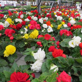 Sunnyside Nurseries - Begonias in their greenhouse. - Nurseries & Gardening Near Me - Delta, British Columbia Sunnyside Nurseries - Begonias in their greenhouse. - Nurseries & Gardening Near Me - Delta, British Columbia