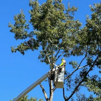 Frierson Lawn & Tree Service - Doing tree removal - Tree Services Near Me - Irondale, Alabama
