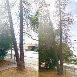Clearview Tree Service