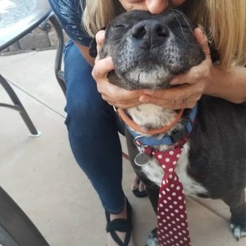Frosted Faces Foundation - Bodhi former bait dog rescued from a ditch in Mexico. Adopted and living happily every after. - Pet Adoption Near Me - Ramona, California