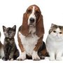 Animaux en Ligne