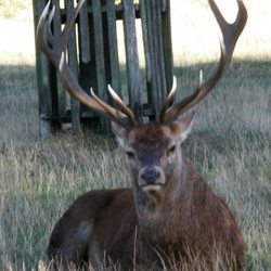 Bushy Park - Bushy Park, Middlesex, UK - mmmm venison . . . .