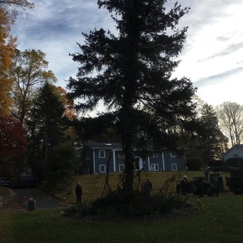 T&D Tree Service - Tree Services Near Me - Norwalk, Connecticut T&D Tree Service - Tree Services Near Me - Norwalk, Connecticut