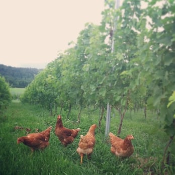Stinson Vineyards - Wineries Near Me - Crozet, Virginia Stinson Vineyards - Wineries Near Me - Crozet, Virginia