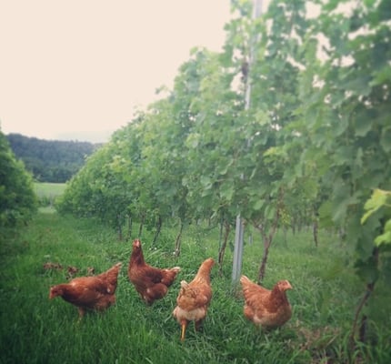 Stinson Vineyards by null