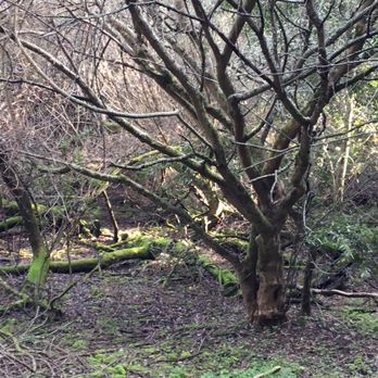 Five Canyons Open Space - Lots of shade in the canyons - Parks Near Me - Hayward, California