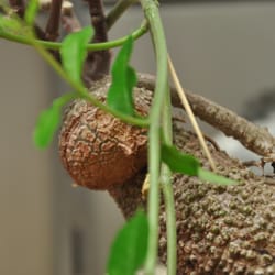 Japan Bonsai Berlin