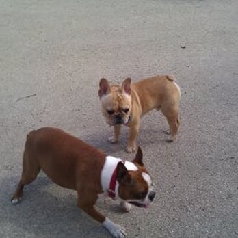 Puptown - Dog Parks Near Me - Chicago, Illinois