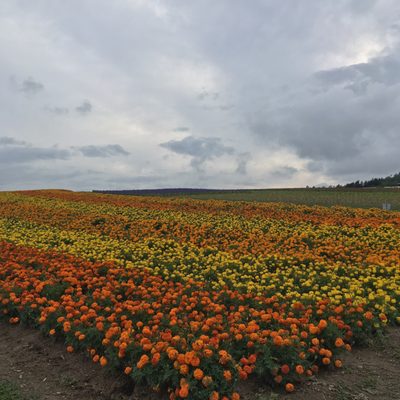 Flower Land Kamifurano by null