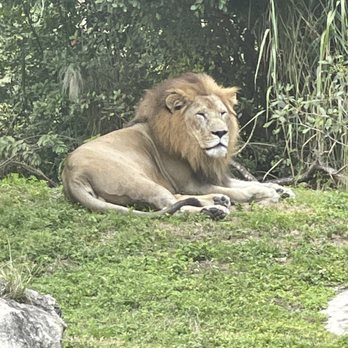 Zoo Miami - Lion - Zoos Near Me - Miami, Florida