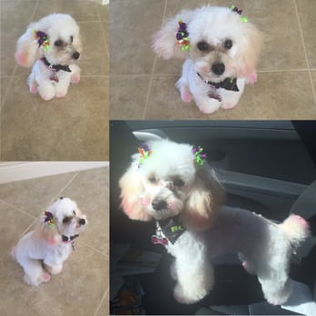 Spa La Paws - Baby Charlotte haircut Halloween season - Pet Groomers Near Me - Spring, Texas Spa La Paws - Baby Charlotte haircut Halloween season - Pet Groomers Near Me - Spring, Texas