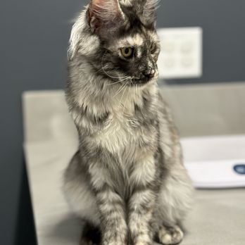 Queen Creek Veterinary Clinic - Carbon Maine coon - Veterinarians Near Me - Queen Creek, Arizona Queen Creek Veterinary Clinic - Carbon Maine coon - Veterinarians Near Me - Queen Creek, Arizona