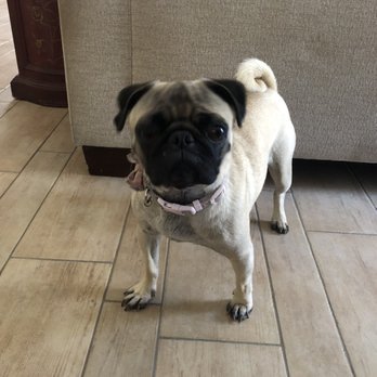 happy spa dogs mobile grooming