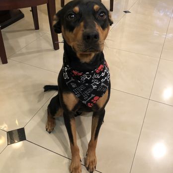 Bark'n Beauties Pet Grooming - Pet Groomers Near Me - Modesto, California