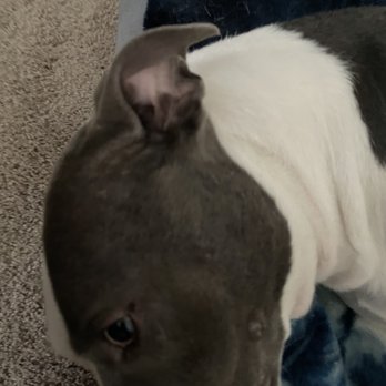 PetSmart - Cut on side of her eye - Pet Groomers Near Me - Mesquite, Texas