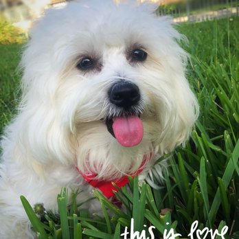 Toy Puppies Inc - Dog - Pet Stores Near Me - Davie, Florida
