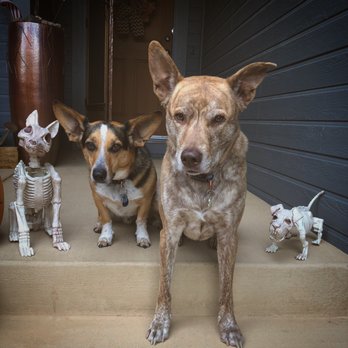 The Dog Pawlour - Pet Sitting Near Me - Fort Collins, Colorado