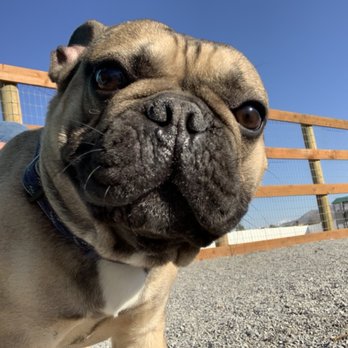 Eagle Mountain Dog Boarding and Grooming - French bulldog selfie- so cute! - Pet Groomers Near Me - Eagle Mountain, Utah Eagle Mountain Dog Boarding and Grooming - French bulldog selfie- so cute! - Pet Groomers Near Me - Eagle Mountain, Utah