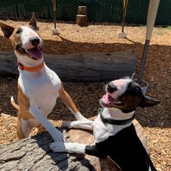Camp K-9 of Marin