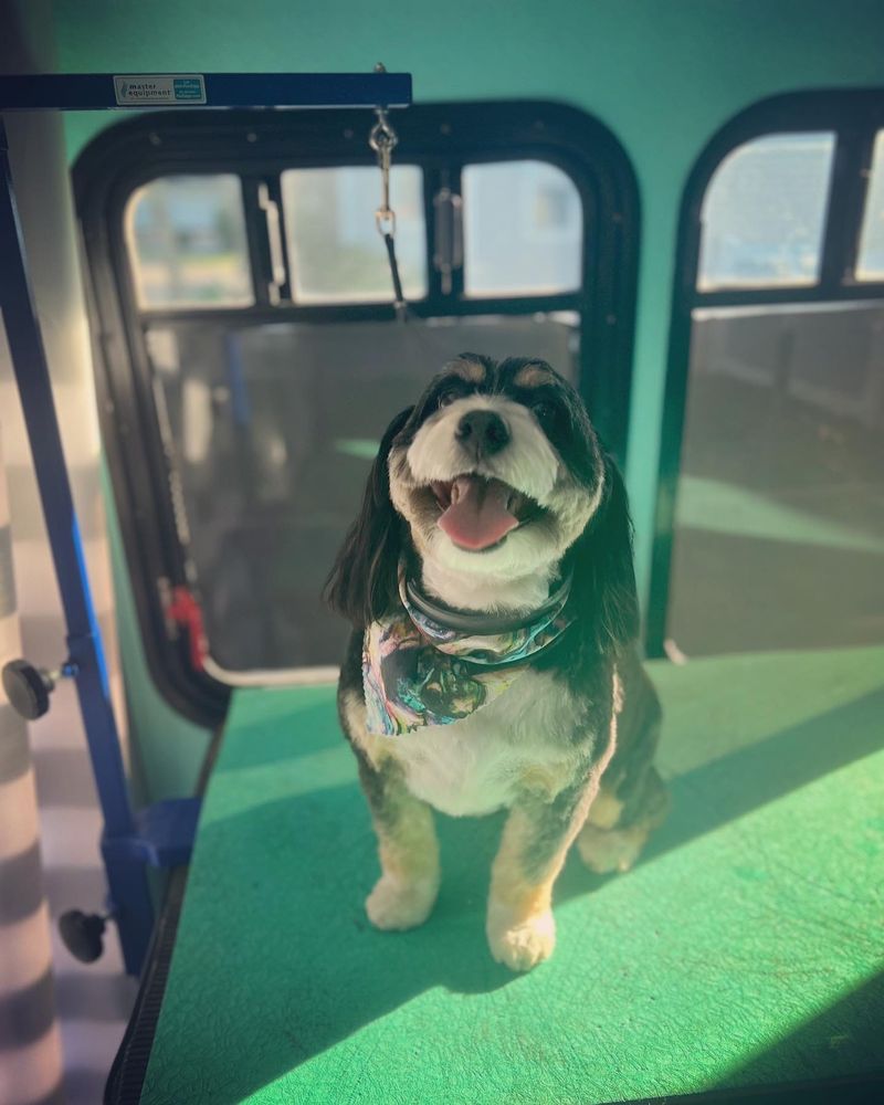 THE PUNKY POODLE Request an Appointment Greenlawn, New York Pet