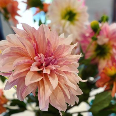 Canyon Gourmet by null