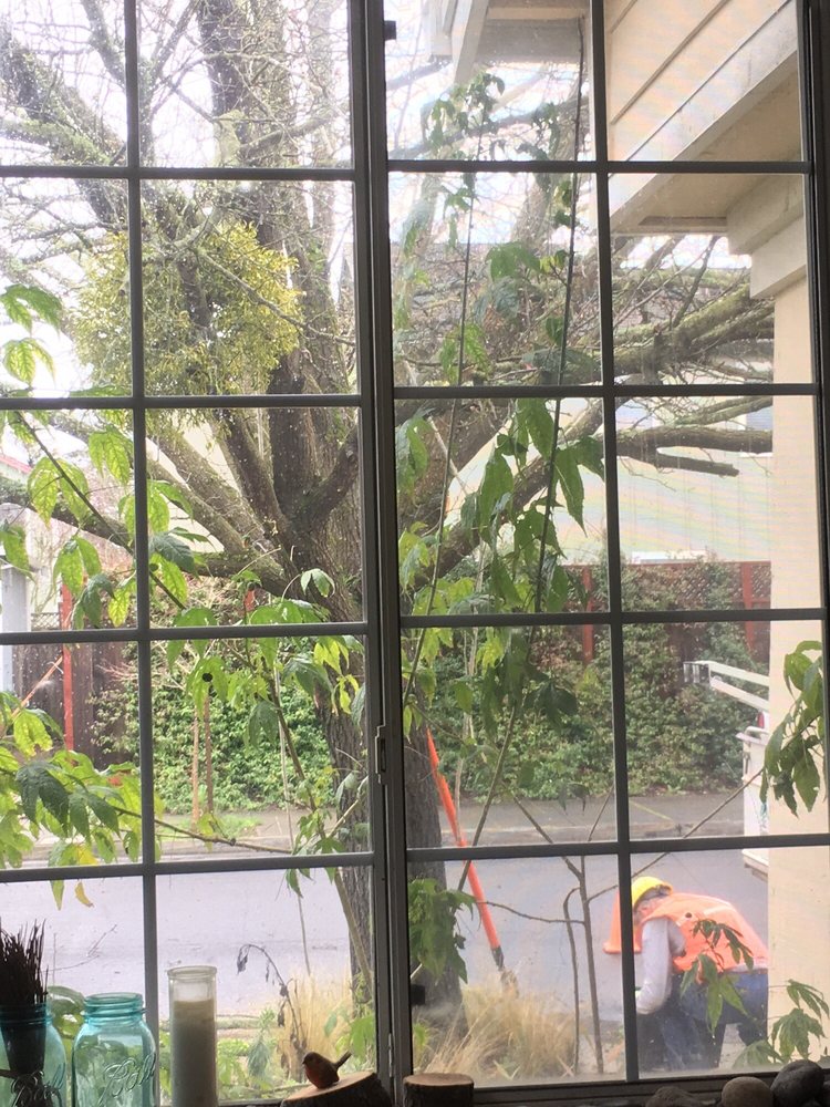 CUSTOM TREE CARE 16 Photos & 13 Reviews Sebastopol, CA Yelp