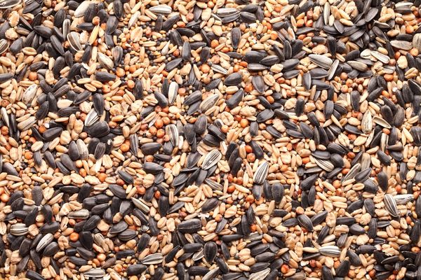 Mid Cape Pet & Seed Supply by null