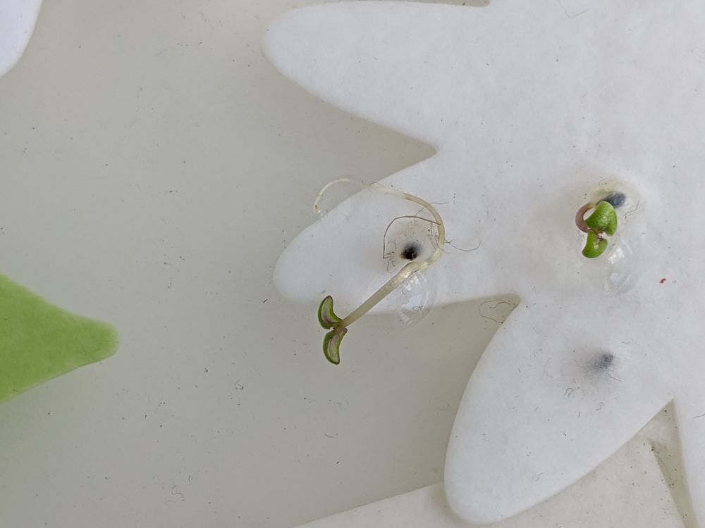 GREEN FIELD PAPER COMPANY Updated May 2024 10 Reviews 7196