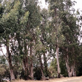 Montclair Railroad Trail - 08/05/2020: Lots of trees - Parks Near Me - Oakland, California Montclair Railroad Trail - 08/05/2020: Lots of trees - Parks Near Me - Oakland, California