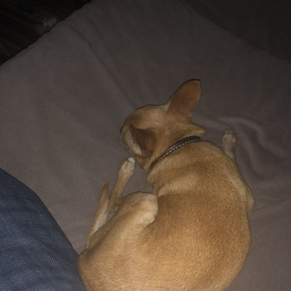 Estancia Apartments - My dog - Apartments Near Me - Escondido, California