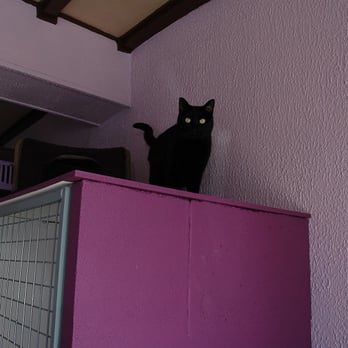 Cat's Cocoon - Pet Sitting Near Me - Rillieux La Pape, 69 Cat's Cocoon - Pet Sitting Near Me - Rillieux La Pape, 69
