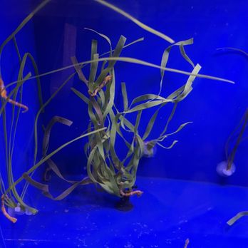 Cabrillo Marine Aquarium - Seahorses - Aquariums Near Me - San Pedro, California Cabrillo Marine Aquarium - Seahorses - Aquariums Near Me - San Pedro, California