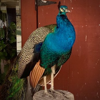 Caverns Of Sonora - Peacock watching over the gift shop and entrance point to the caverns - Tours Near Me - Sonora, Texas