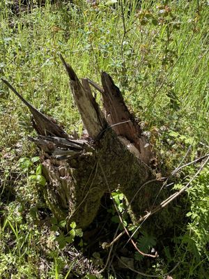 Bothe-Napa Valley State Park by null