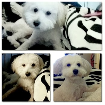 Happy Dogs Grooming Van Nuys - Happy, Clean, & Adorable Sparky! - Pet Groomers Near Me - Van Nuys, California Happy Dogs Grooming Van Nuys - Happy, Clean, & Adorable Sparky! - Pet Groomers Near Me - Van Nuys, California