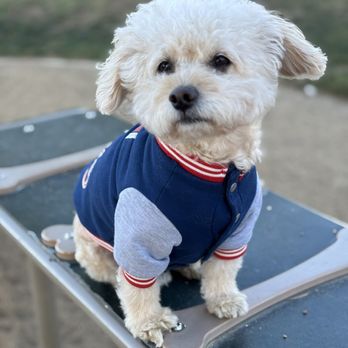 VIP Dog Grooming & Boarding - Pet Groomers Near Me - Stanton, California VIP Dog Grooming & Boarding - Pet Groomers Near Me - Stanton, California