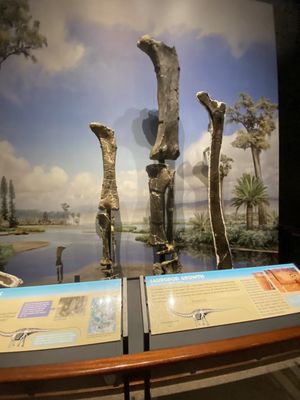 Museum of the Rockies by null