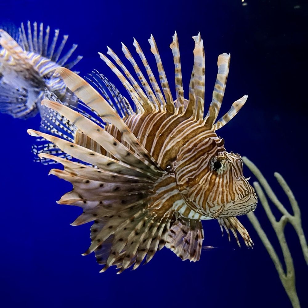 Audubon Aquarium - Lionfish - Aquariums Near Me - New Orleans, Louisiana Audubon Aquarium - Lionfish - Aquariums Near Me - New Orleans, Louisiana