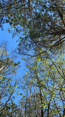 Belle Isle State Park by null