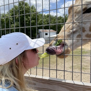 Emerald Coast Zoo - Feeding the giraffe! - Zoos Near Me - Crestview, Florida Emerald Coast Zoo - Feeding the giraffe! - Zoos Near Me - Crestview, Florida